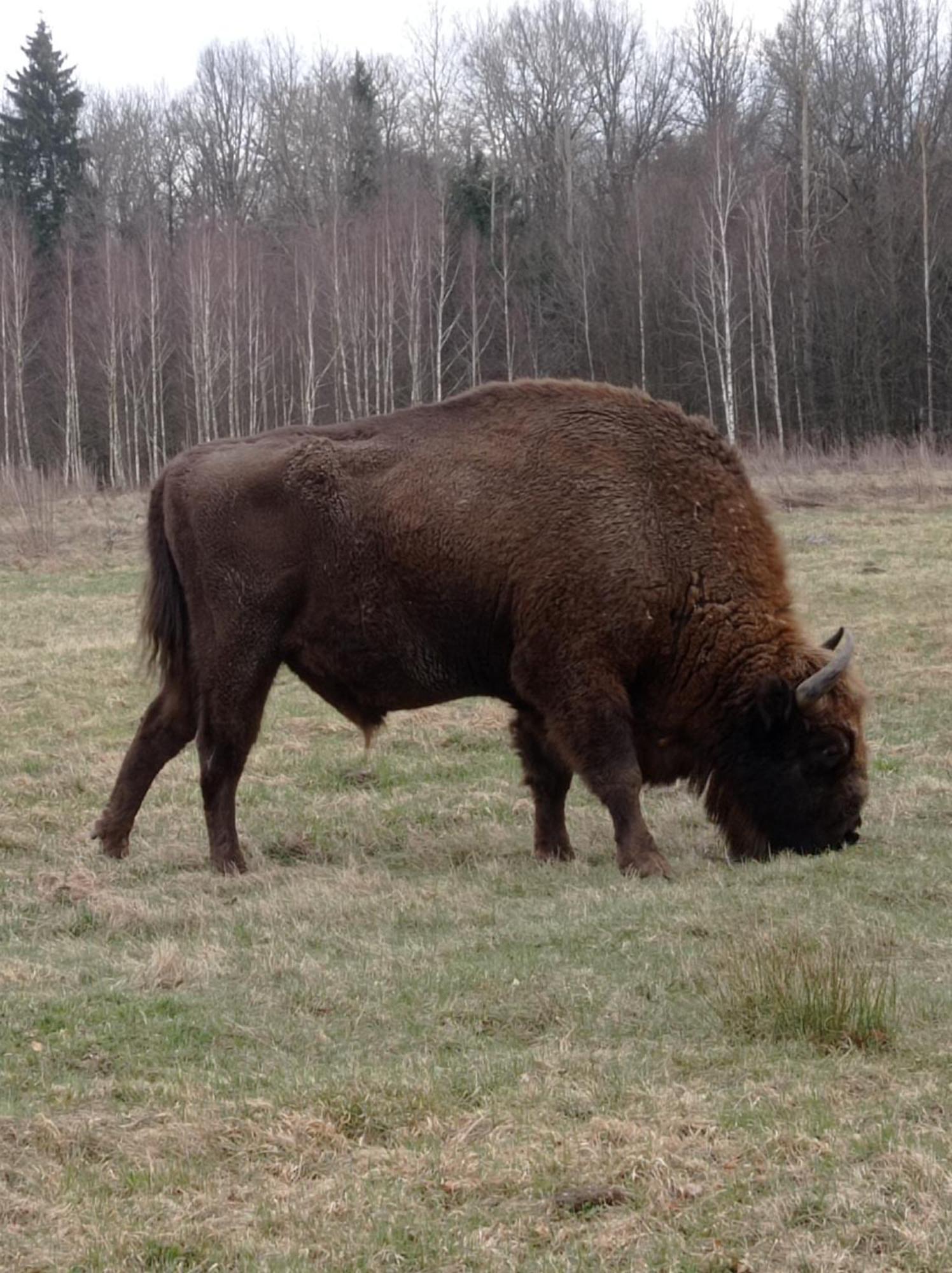 Holiday home Przy Siole Budy Bialowieza